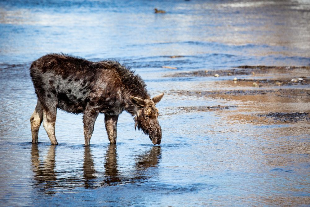 Animals-Moose