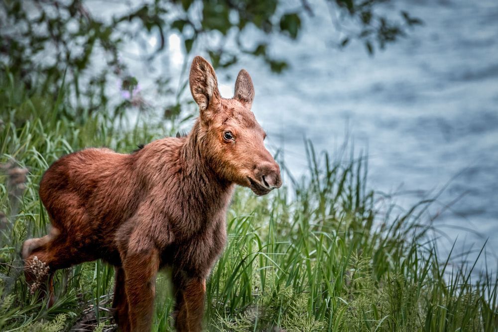 One Hour Old, Moose, Haines, Ak Photography Art | Kim Clune Daydreams