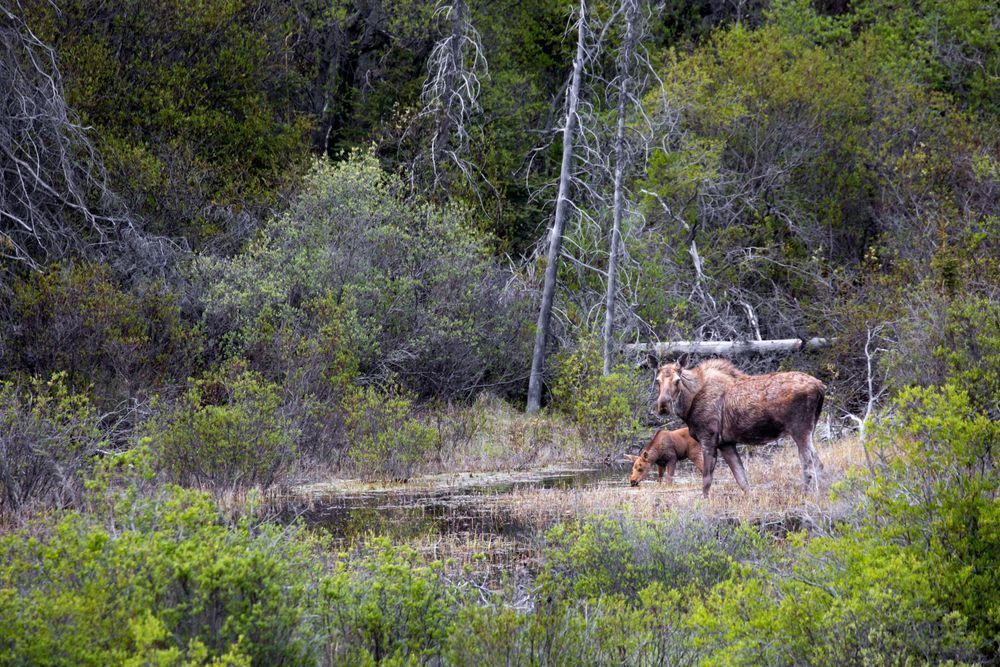 Keep Close, Moose, Bc, Canada Photography Art | Kim Clune Daydreams