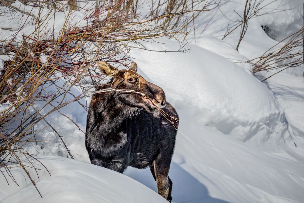 Chilled Snacks, Moose, Jackson, Wy Photography Art | Kim Clune Daydreams
