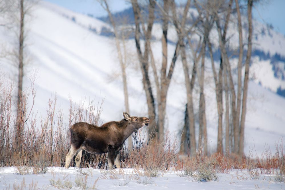 Nibbles, Young Moose, Jackson, Wy Photography Art | Kim Clune Daydreams