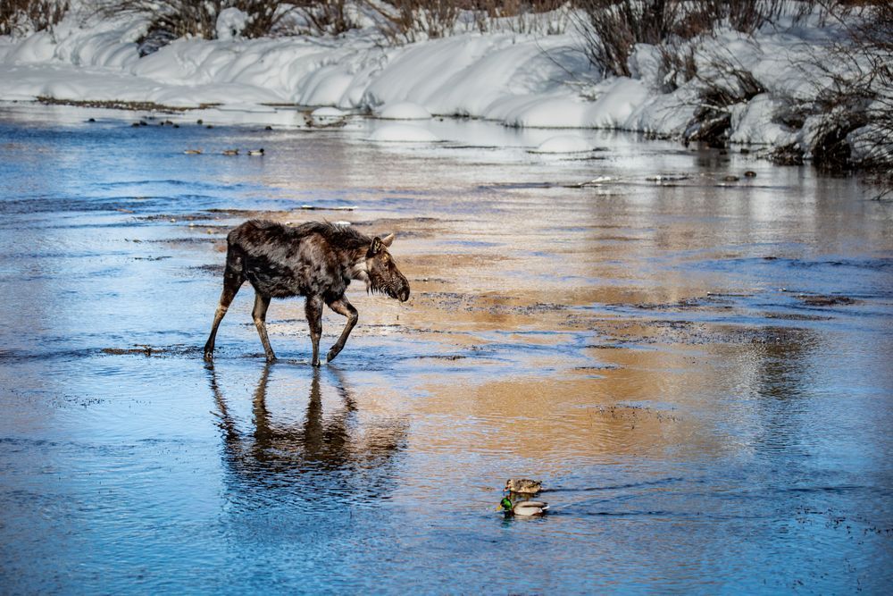River Ramble, Moose, Wilson, Wy Photography Art | Kim Clune Daydreams
