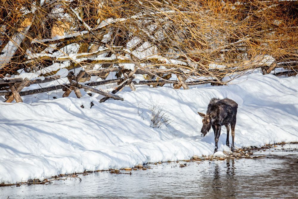 Shoreline Saunter, Moose, Wilson, Wy Photography Art | Kim Clune Daydreams