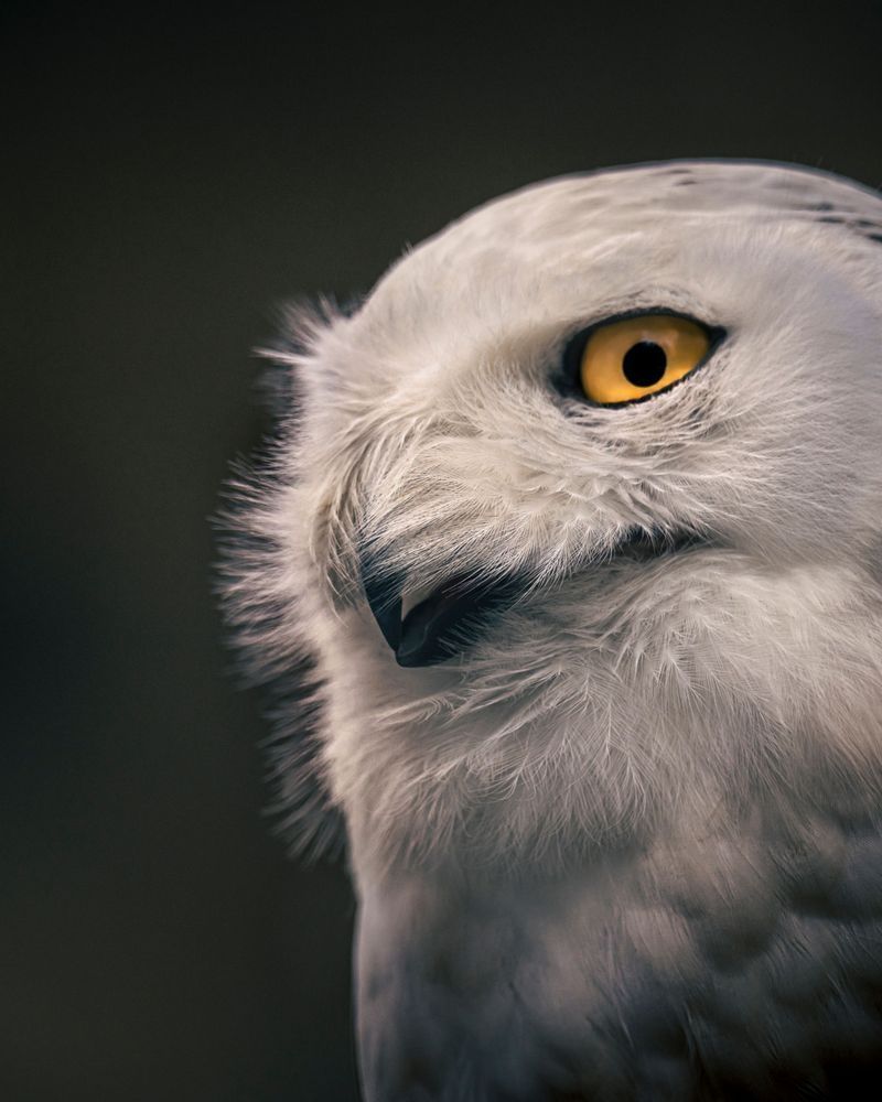 Side Eye Snowy Owl, Photograph