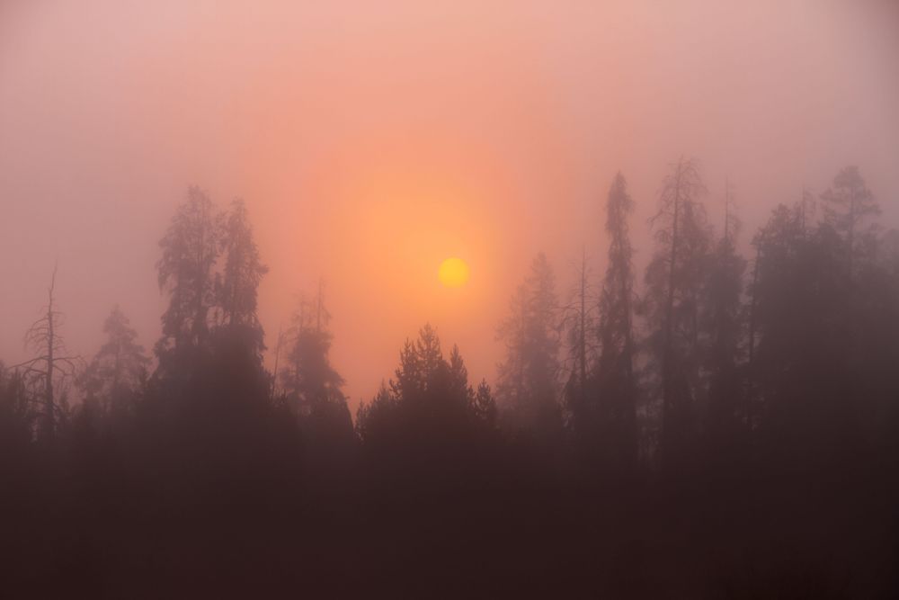 Kim Clune Photography: Misty Jackson Morning