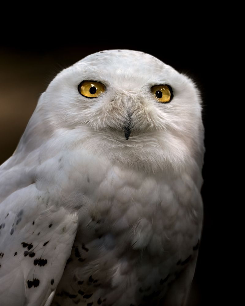 Goldeneye, Snowy Owl, Mosquito Lake, Ak Photography Art | Kim Clune Daydreams