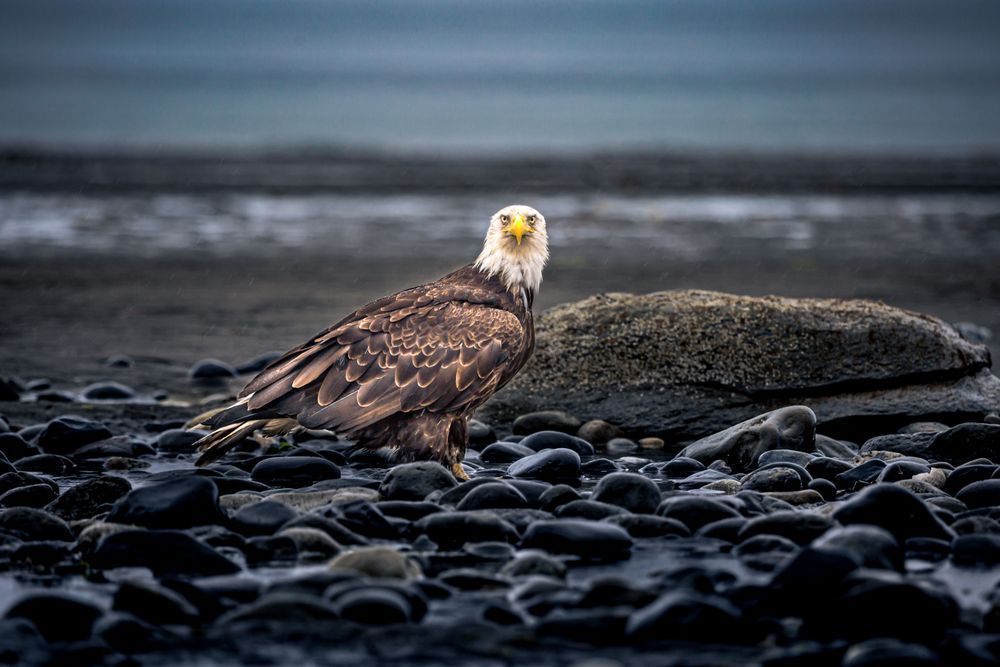 Drenched, Bald Eagle, Anchor Point, Ak Photography Art | Kim Clune Daydreams
