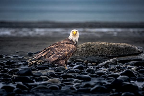Drenched, Bald Eagle, Anchor Point, AK