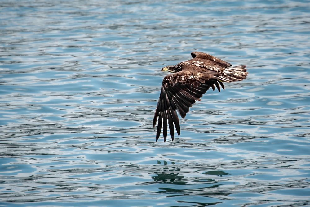 Swift Skimmer, Bald Eagle, Lynn Canal, Ak Photography Art | Kim Clune Daydreams