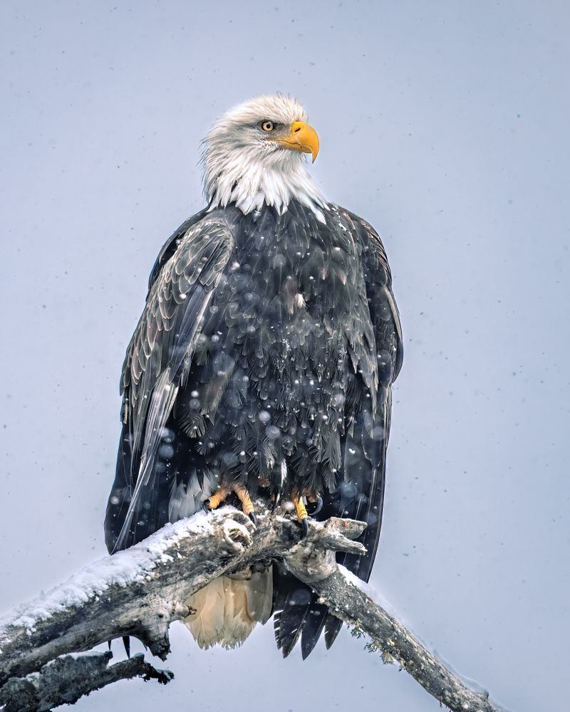 Bald Eagle Art, Hunkered Down, by Kim Clune