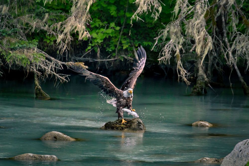 Fresh Catch, Bald Eagle, Chilkoot River, Ak Photography Art | Kim Clune Daydreams