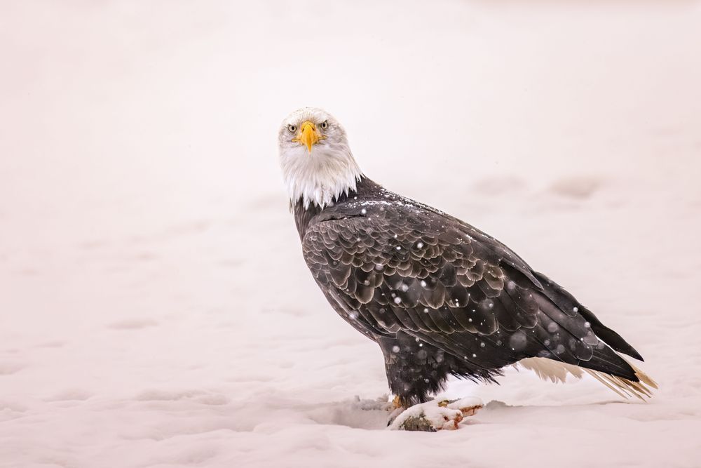 Salmon Snack – Bald Eagle in Snow with Salmon | Kim Clune Photography
