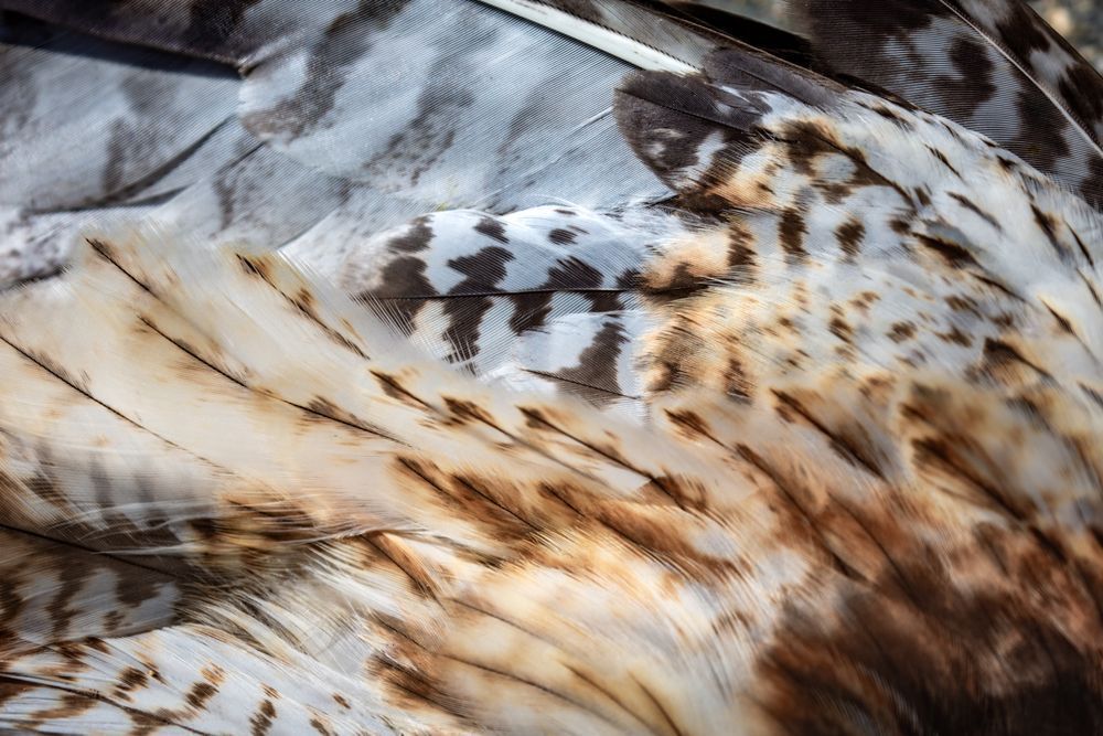 What Lies Beneath, Red Tail Hawk, British Columbia, Ca Photography Art | Kim Clune Daydreams