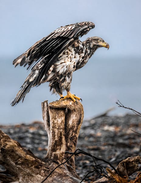 New Wings, Juvenile Bald Eagle, Anchor Beach, AK