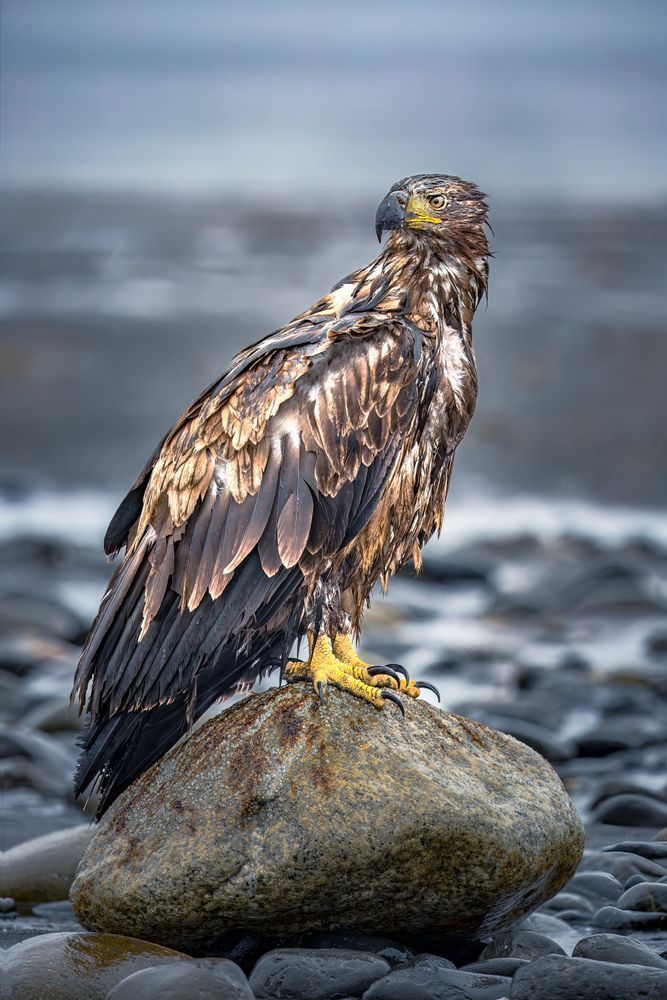 Wet Behind The Ears, Juvenile Bald Eagle, Anchor Point, Ak Photography Art | Kim Clune Daydreams