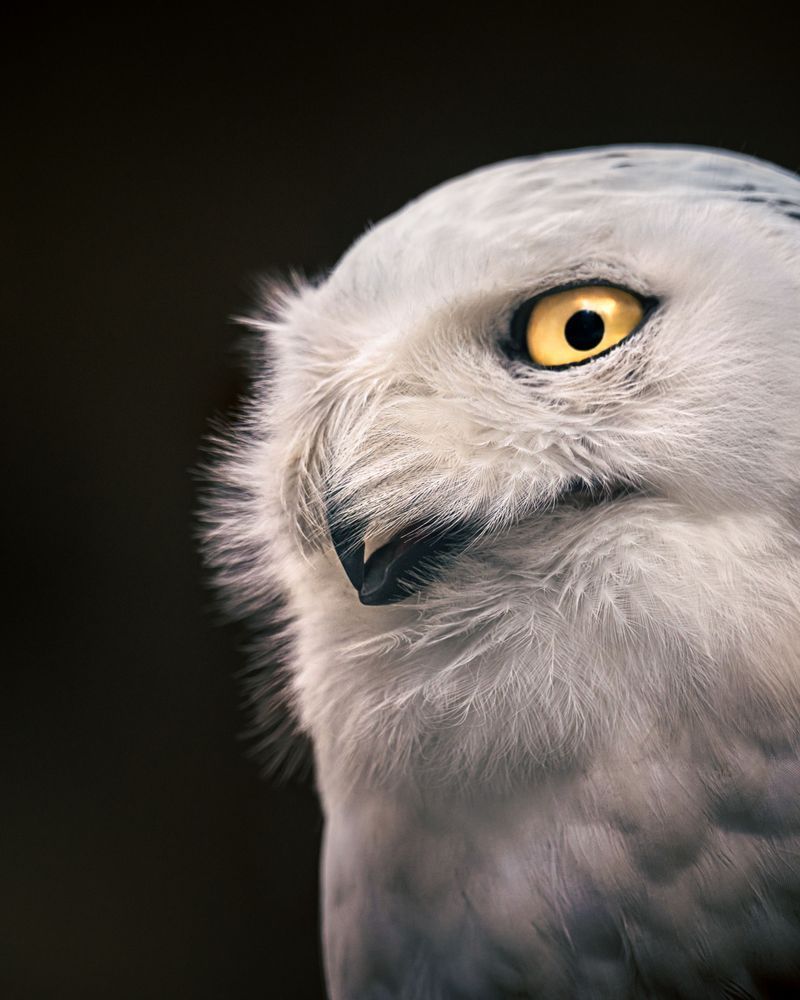 Side Eye, Snowy Owl, Haines, Ak Photography Art | Kim Clune Daydreams