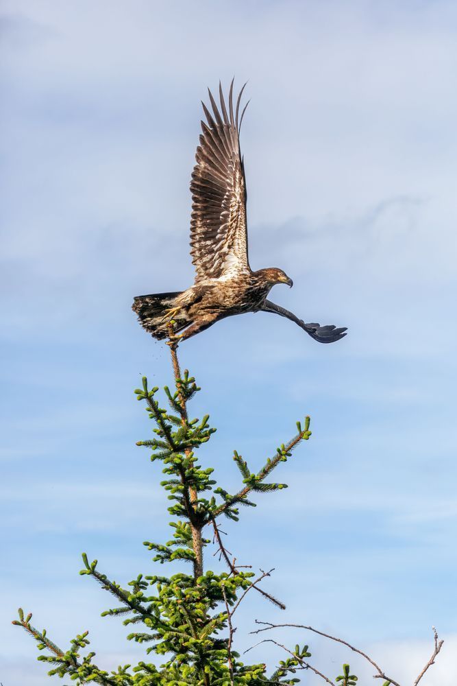 Rise, Juvenile Bald Eagle, Lutak, Ak Photography Art | Kim Clune Daydreams