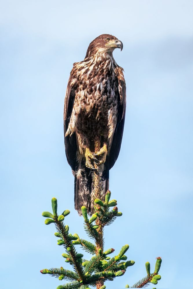 Hold Tight, Juvenile Bald Eagle, Lutak, Ak Photography Art | Kim Clune Daydreams