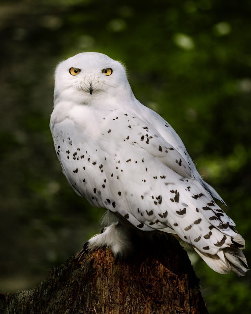 Soft Stance, Snowy Owl, Mosquito Lake, Ak Photography Art | Kim Clune Daydreams