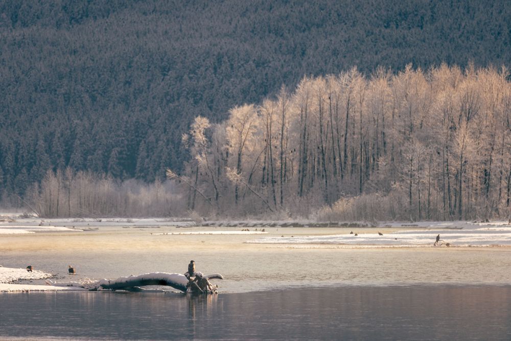 Valley View, Bald Eagle, Chilkat River, Ak Photography Art | Kim Clune Daydreams