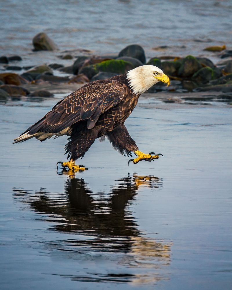 Promenade, Bald Eagle, Anchor Point, Ak Photography Art | Kim Clune Daydreams