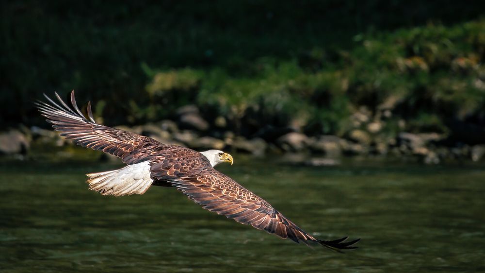 Outstretch, Bald Eagle, Chilkoot River, Ak Photography Art | Kim Clune Daydreams