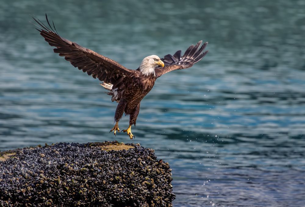 Startled Grace – Bald Eagle Outstretched Fine Art Print | Kim Clune Photography