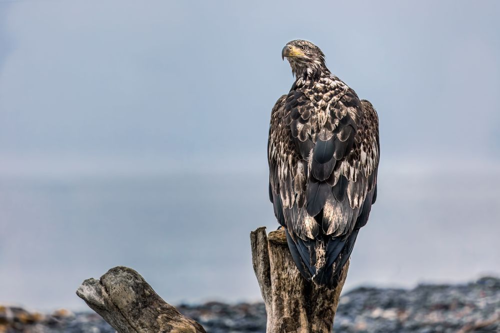 Weathering the Blues – Juvenile Bald Eagle Ocean Print | Kim Clune Photography