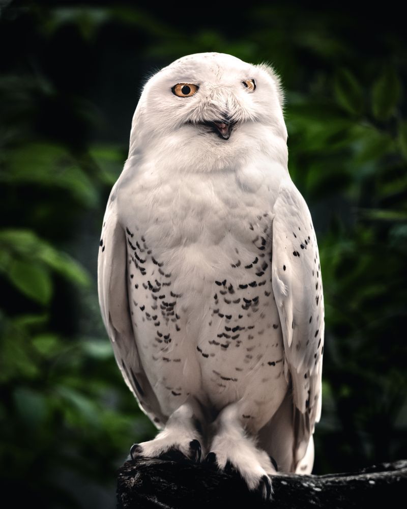 Green with Delight — Snowy Owl Fine Art Print | Kim Clune Photography