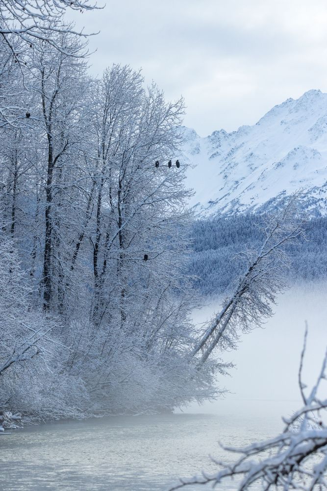 Edge of Evening – Bald Eagles in Winter Landscape | Kim Clune Photography