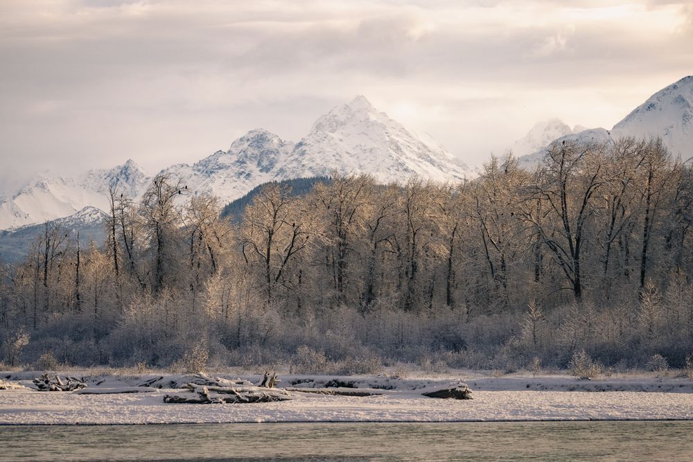 Where Eagles Gather – Chilkat River Landscape Print | Kim Clune Photography