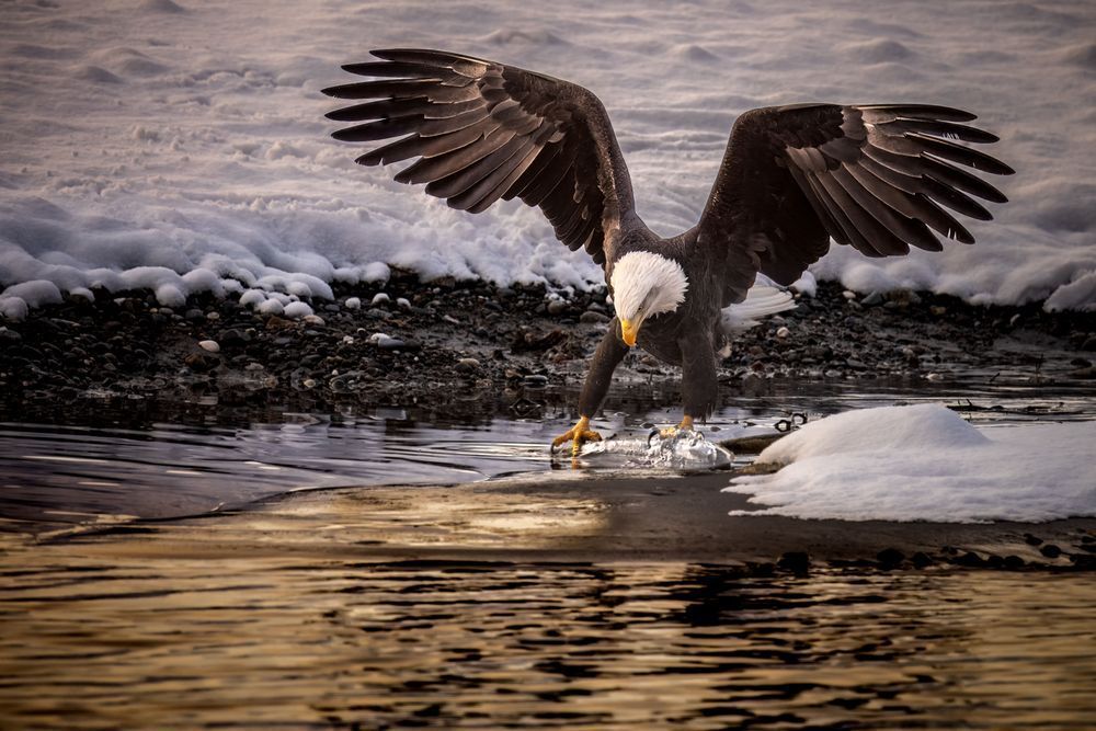 Golden Strike – Bald Eagle Attacking Salmon in Chilkat River | Kim Clune Photography
