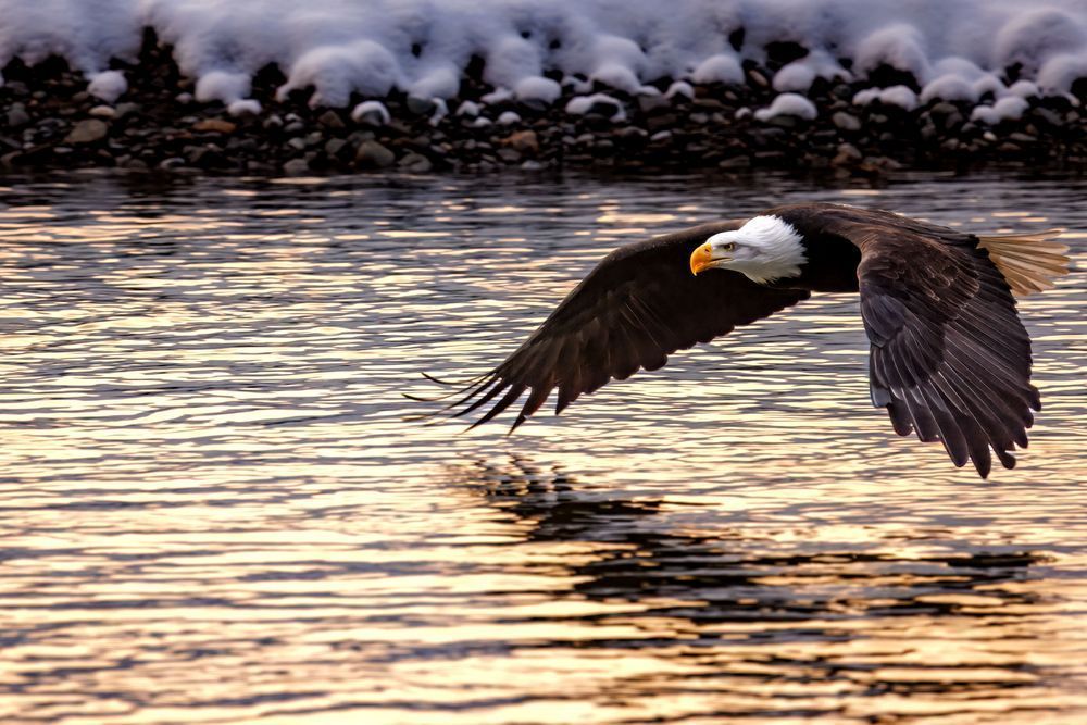 Eagle Art, Golden Glide, by Kim Clune