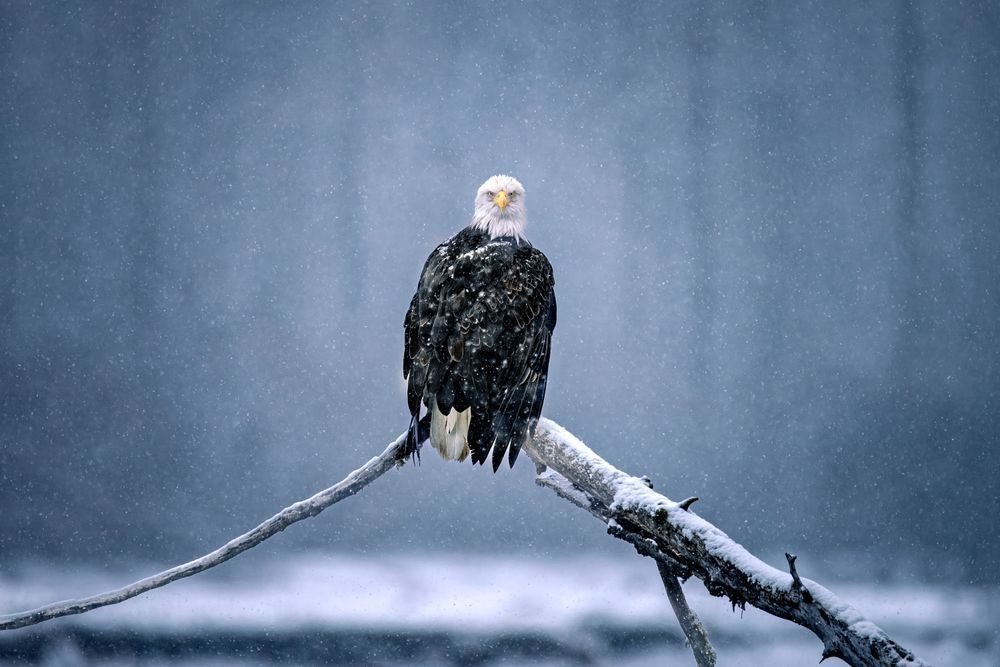 Eagle Art, Cold Stare, by Kim Clune