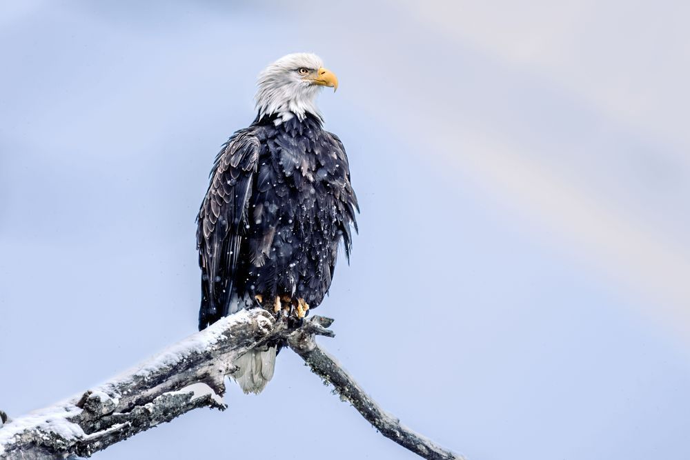 Blue Vigil, Bald Eagle, Chilkat Valley, Ak Photography Art | Kim Clune Daydreams