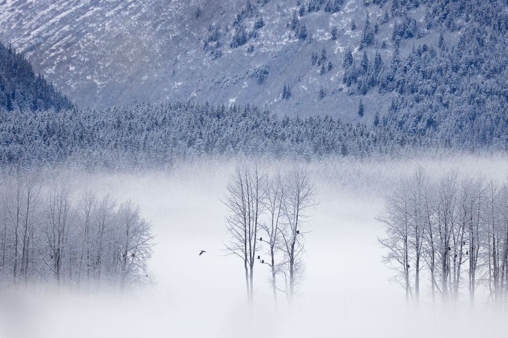 Morning Mist, Bald Eagles, Chilkat Valley, Ak Photography Art | Kim Clune Daydreams