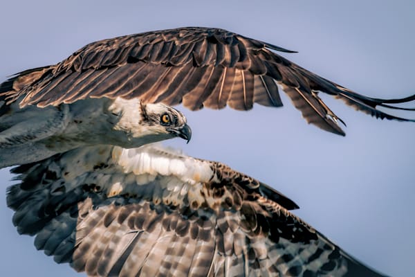 Sky Hunter, Osprey, Avalon, NJ