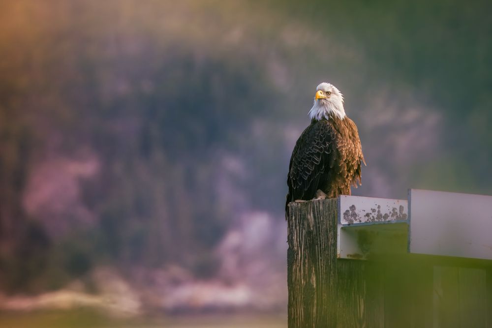 Rose Colored Perch, Bald Eagle, Haines, Ak Photography Art | Kim Clune Daydreams