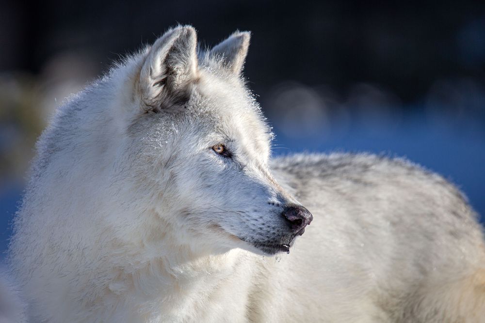Wolf Art By Kim Clune 9 Photography Art | Kim Clune Daydreams