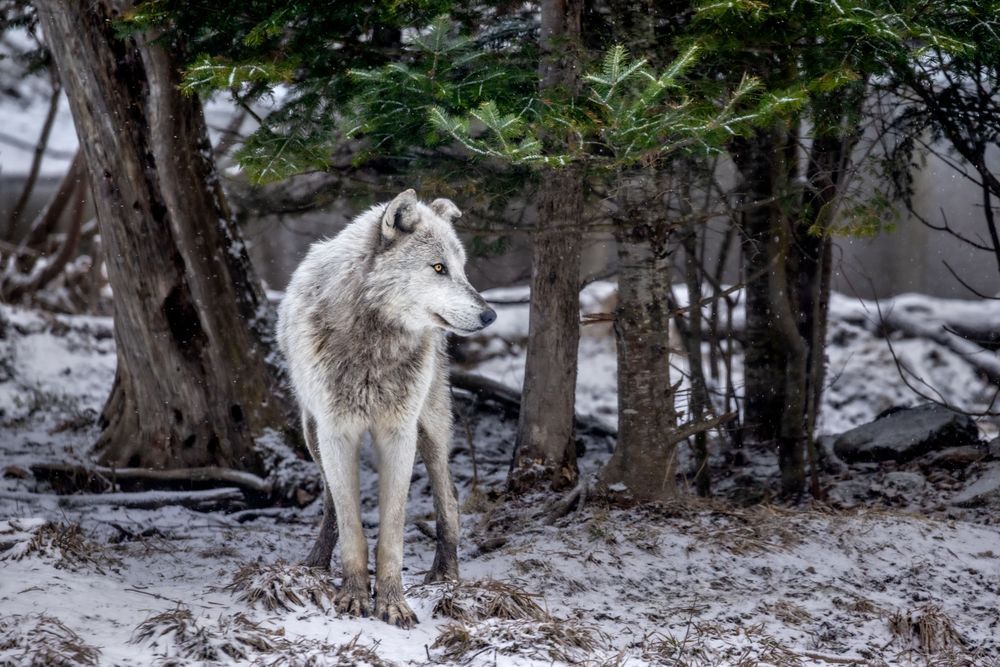 Wolf Art By Kim Clune 5 Photography Art | Kim Clune Daydreams