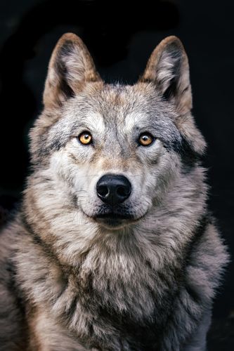 Mdawmdawmdawmdaw7qgraepd6cacehr zcfbfywxu2fyveayeunrgwctqqqltnerwweter6yomfiojy24adow ljj7f22f2vd2s3k0fn 38ezqodftc2xeuhdjufahdziomokxodj3hs jg da6ji5eudq olwagpj5emn5ve3guufljfgkifil248jnnchweks6qrqaer 4b6cfw4r9n69ifw1mr ijv7lg1hfpmpyxcle8tamb5gdicayxsfn8hi3uxo1ylcaghw18gyxvemvzrcsv4drf2435dl5mprtisgdzrl9apnkyqccihord2opczb ydllqoq