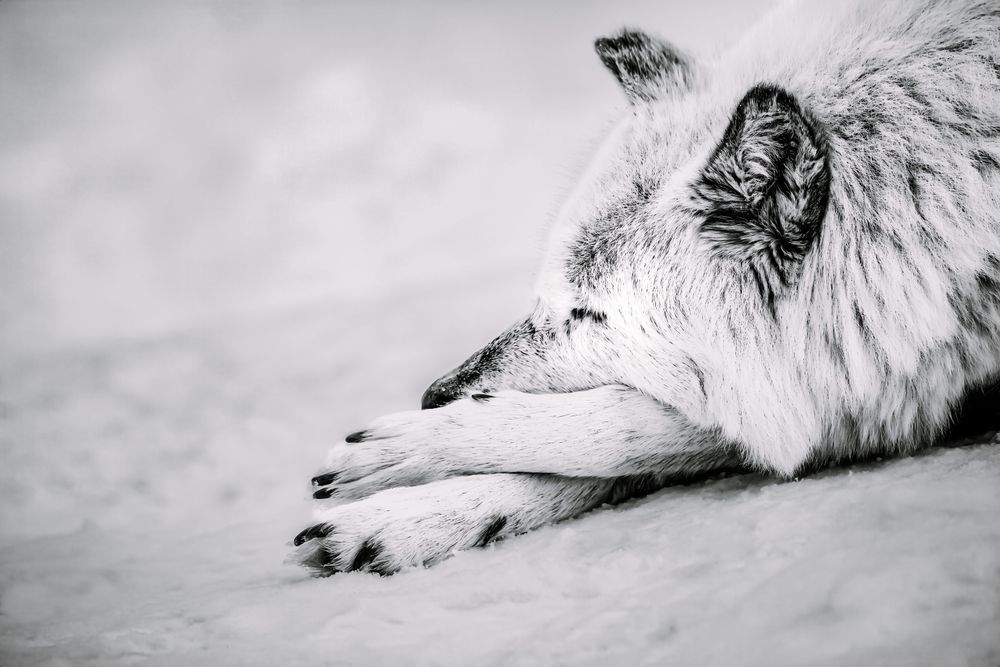 Sweet Slumber, Instinctive Inquiry, by Kim Clune