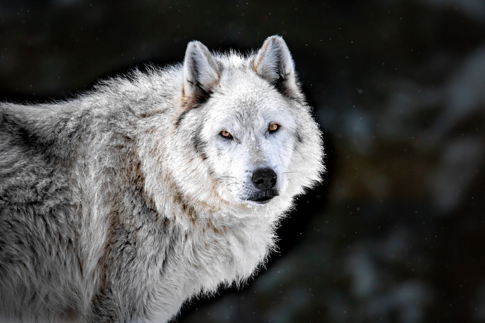 Wolf Art, Instinctive Inquiry, by Kim Clune