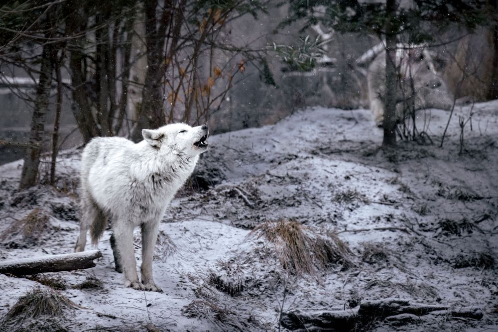 Wolf Art, Frozen Hymn, by Kim Clune