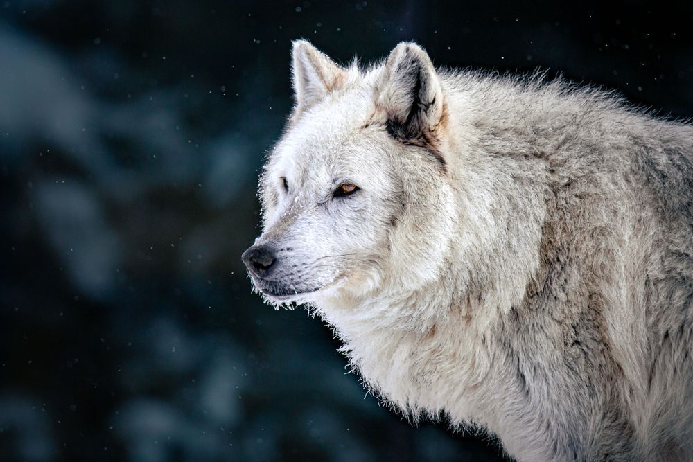 Wolf Art, The Watcher, by Kim Clune