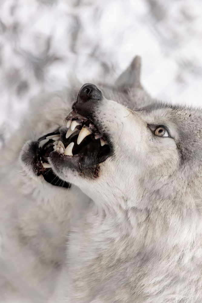 Wolf Art, Fang Frolic, by Kim Clune