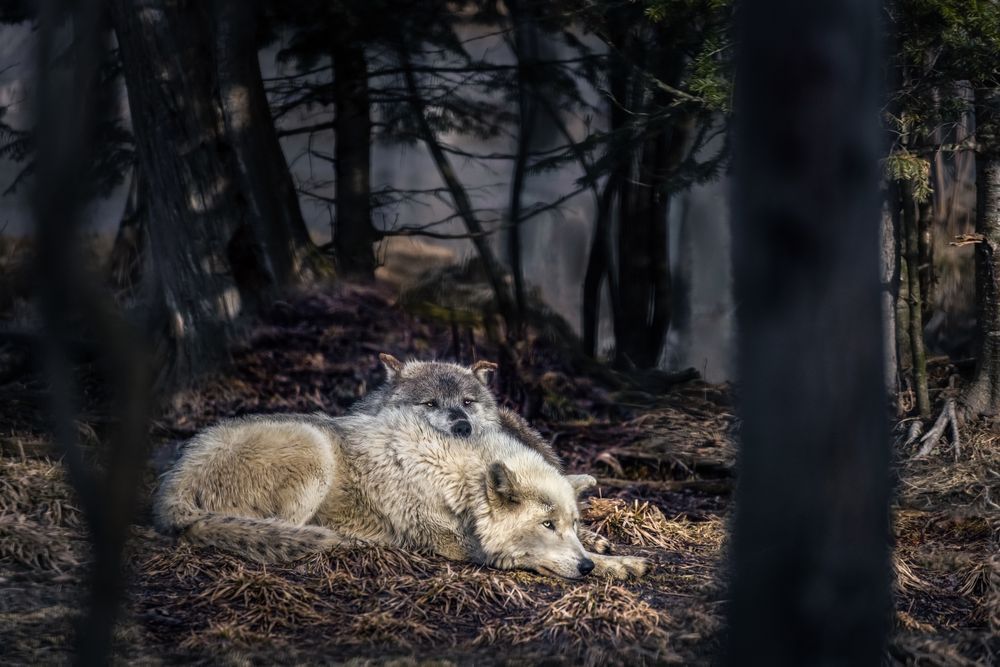 Wolf Art, Dawn’s Quiet Embrace, by Kim Clune