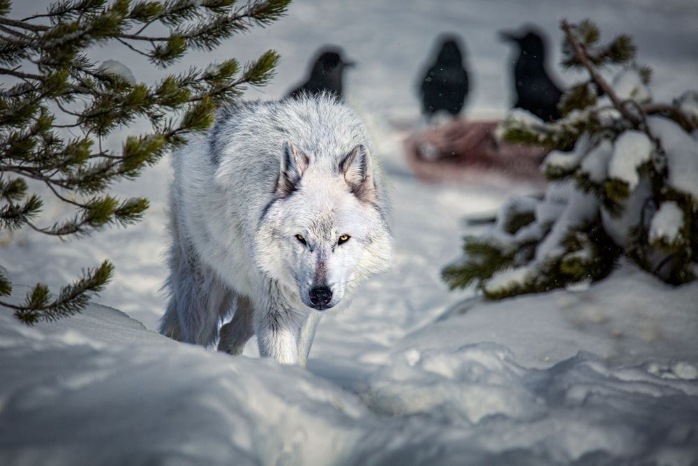 Wolf Art, Quiet Exit, by Kim Clune
