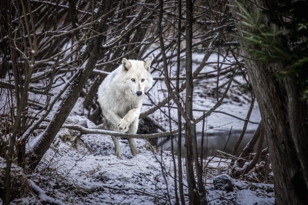 Quebec, Canada Wolves - Swift and Silent: Photographic prints, metal prints, acrylic prints, canvas prints by Kim Clune