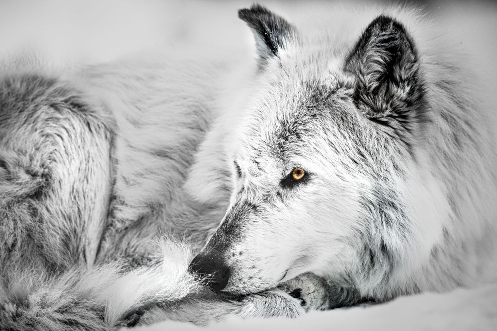 Wolf Art, Low and Listening, by Kim Clune